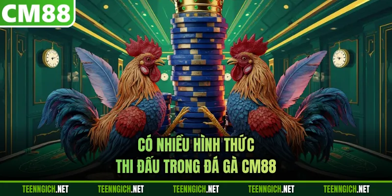 Có nhiều hình thức thi đấu trong đá gà CM88 